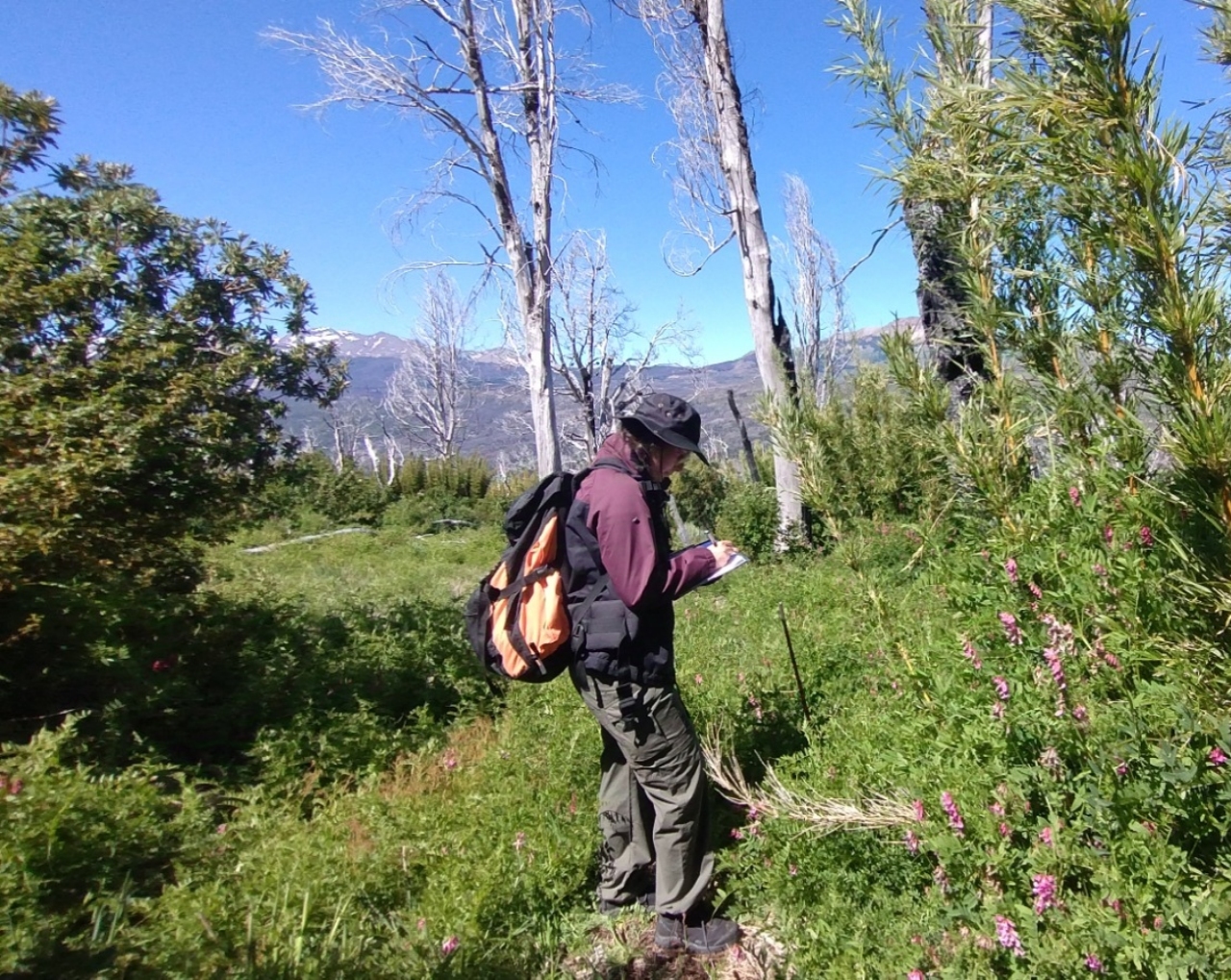Nueva licenciada en Protección y Saneamiento Ambiental investigó la recuperación de la vegetación tras incendios en el Parque Nacional Los Alerces
